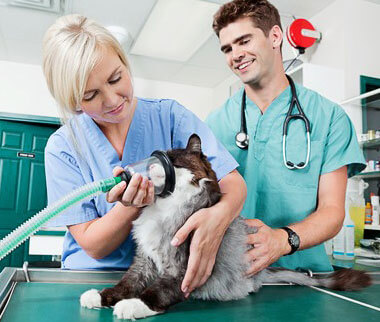 专业宠物医疗